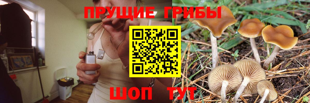 Псилоцибиновые грибы Psilocybe Благовещенск